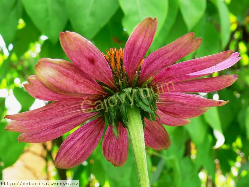 Třapatka Echinacea nať řezaná